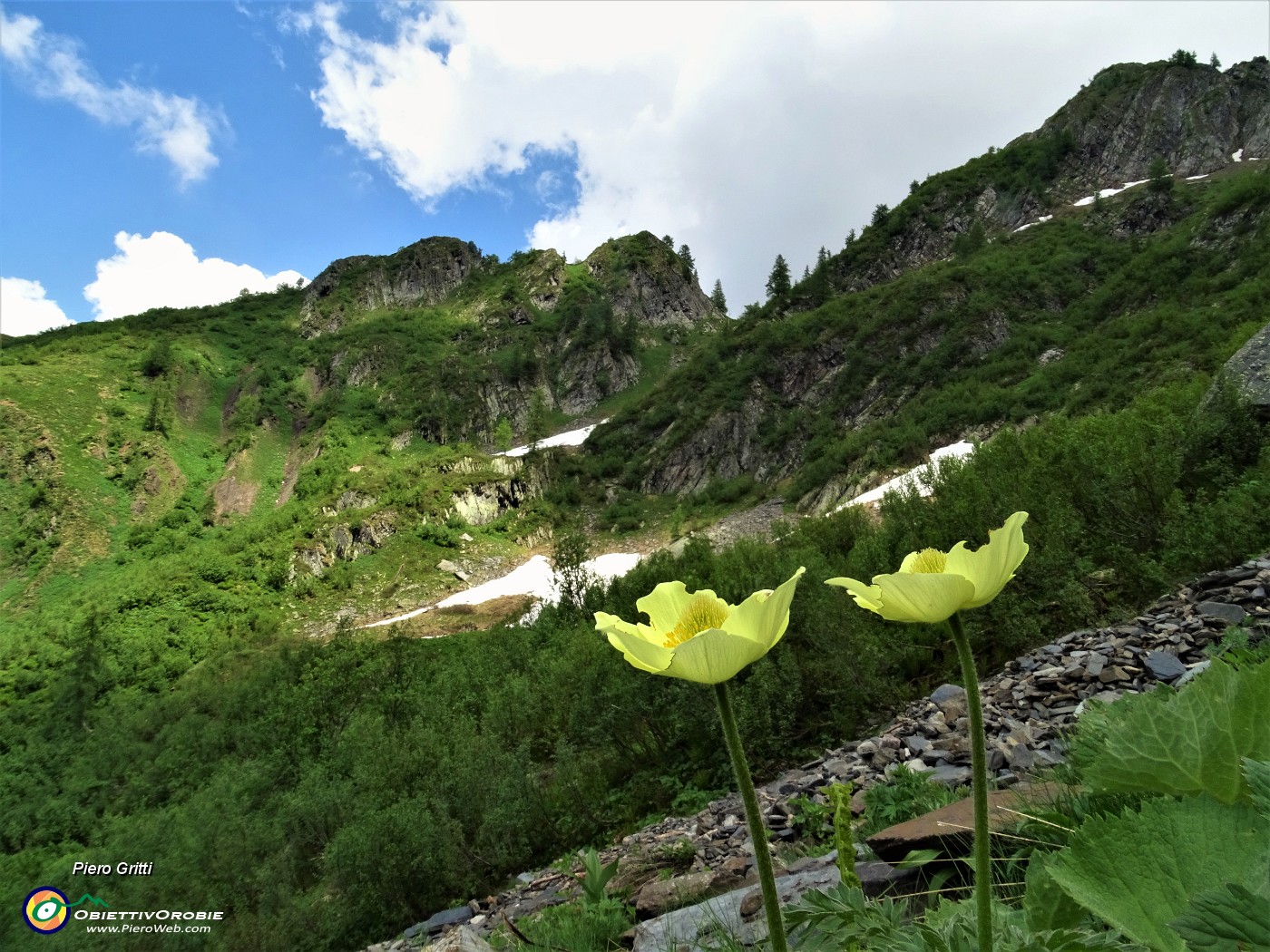76 Pulsatilla alpina sulfurea (Pulsatilla sulphurea).JPG
